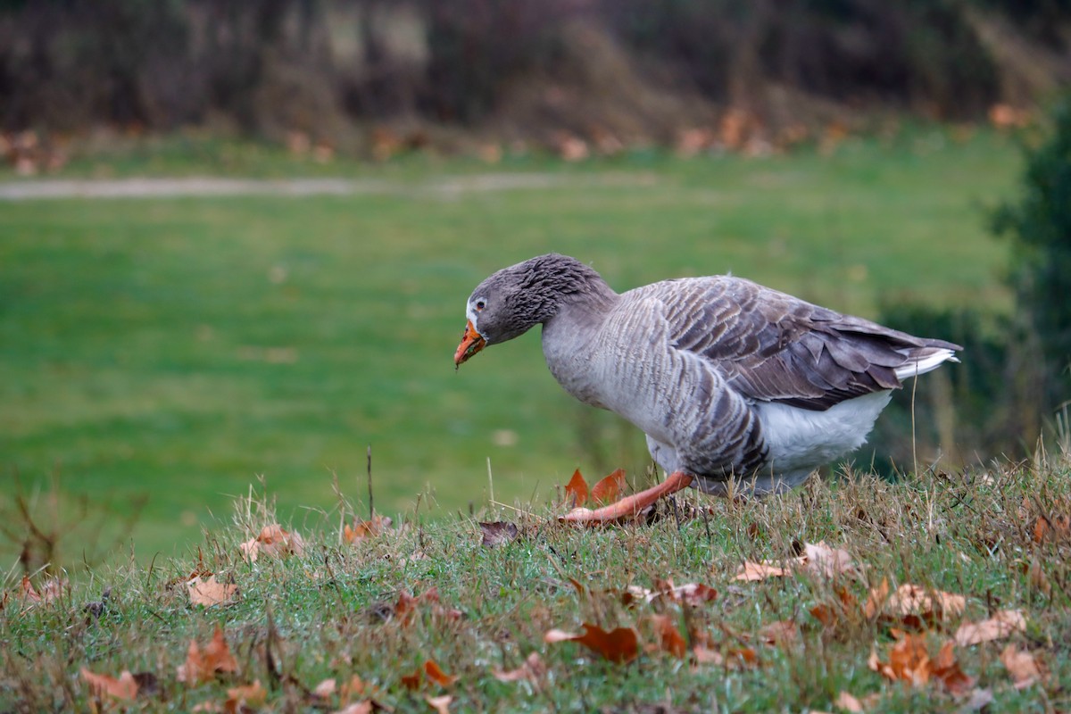 husa velká (domestikovaná) - ML647241355