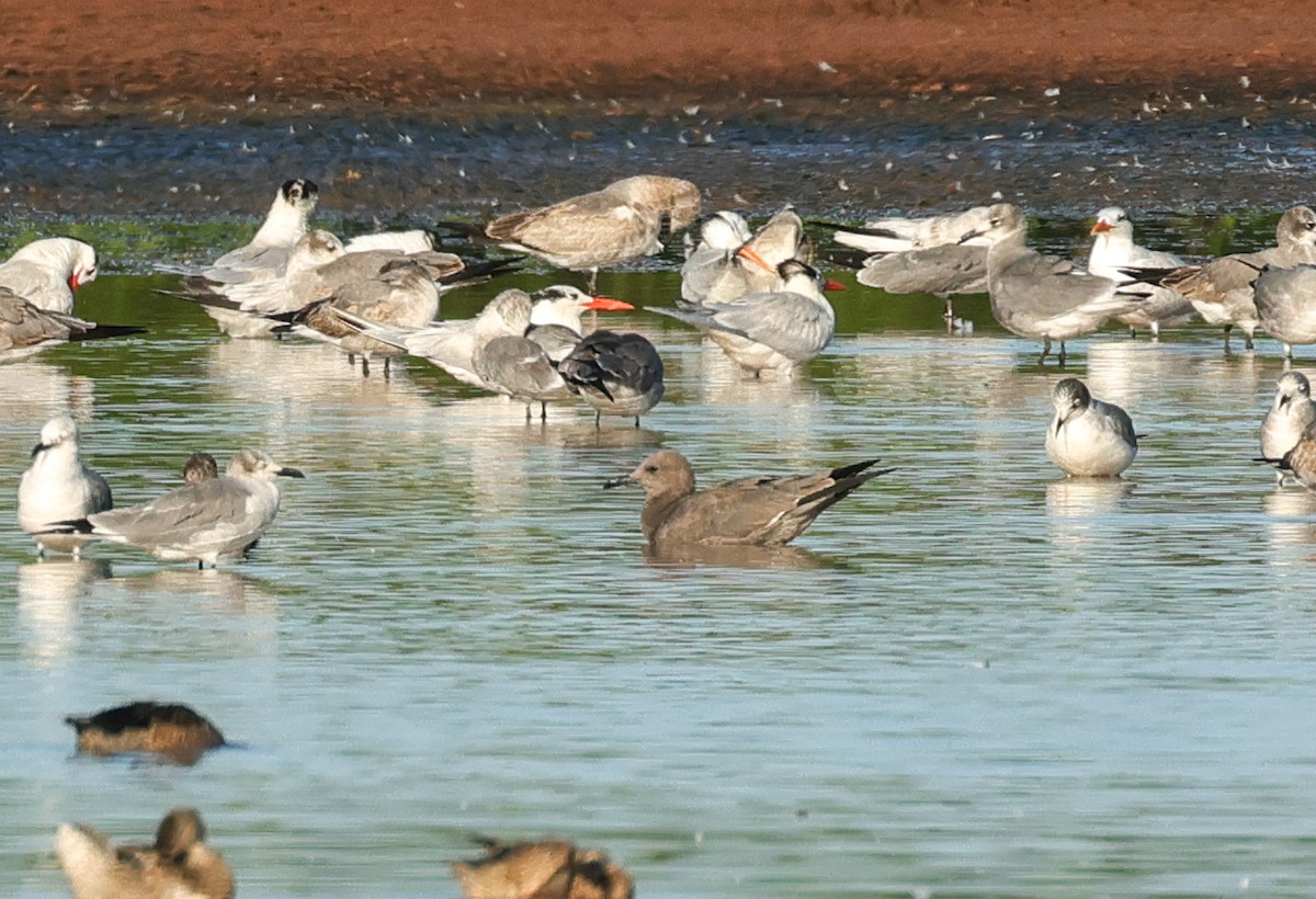 Мартин сірий - ML647241393