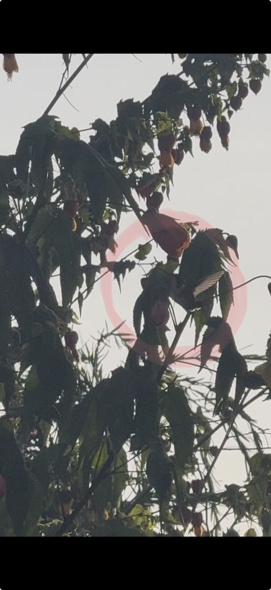 hvitbukkolibri - ML647241394