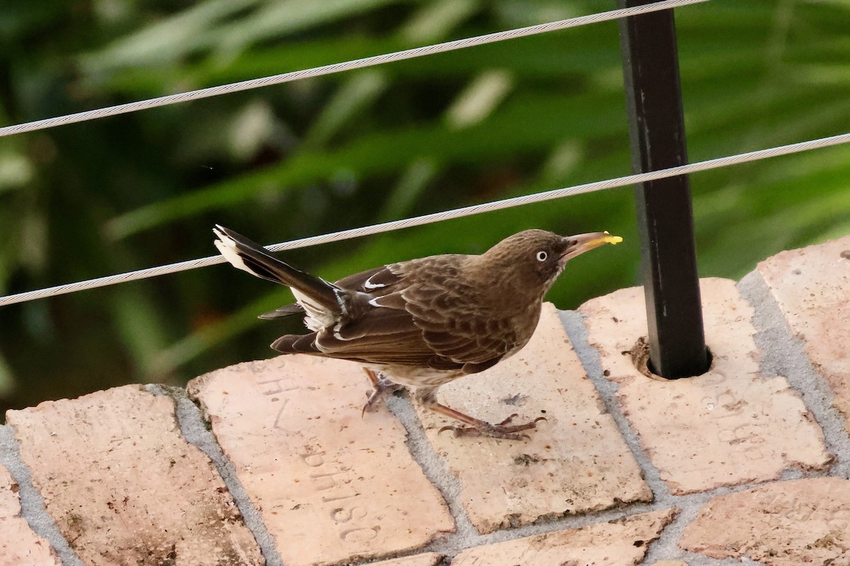 Pearly-eyed Thrasher - ML647241399