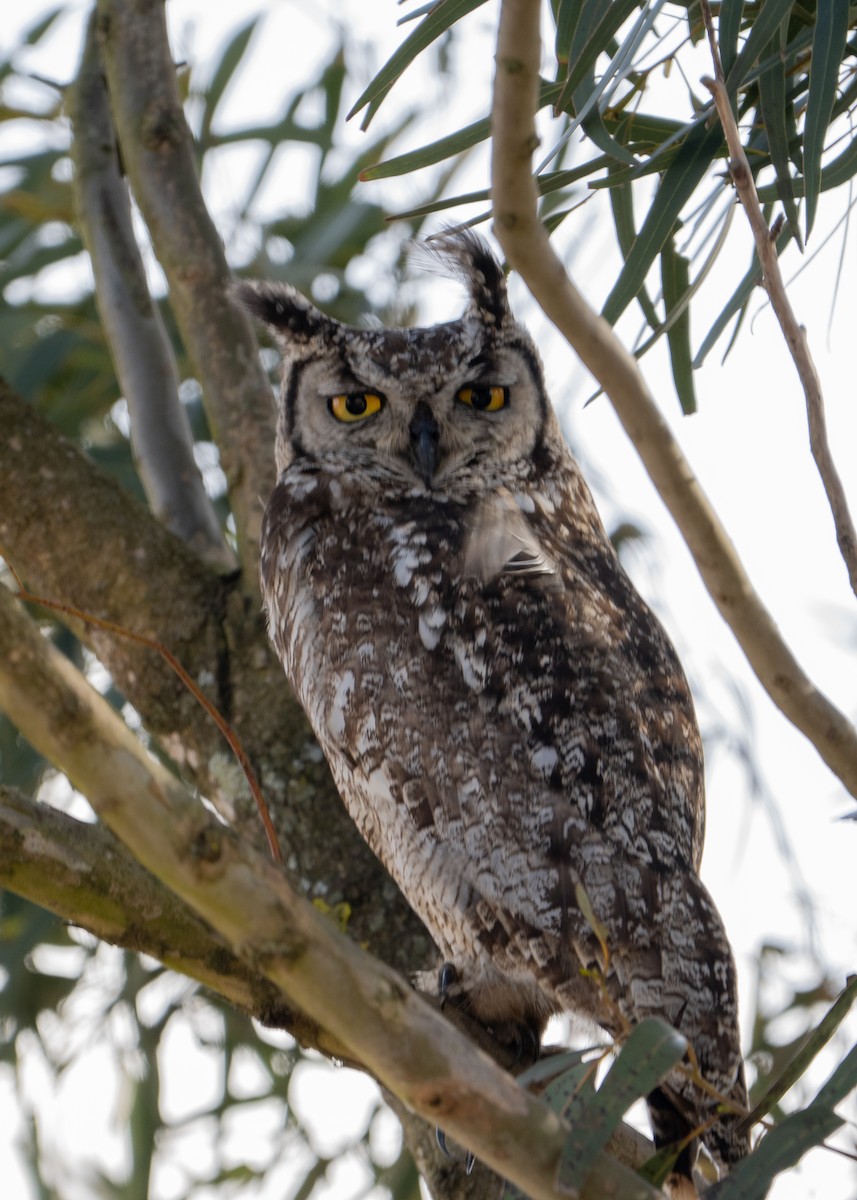 Spotted Eagle-Owl - ML647241417
