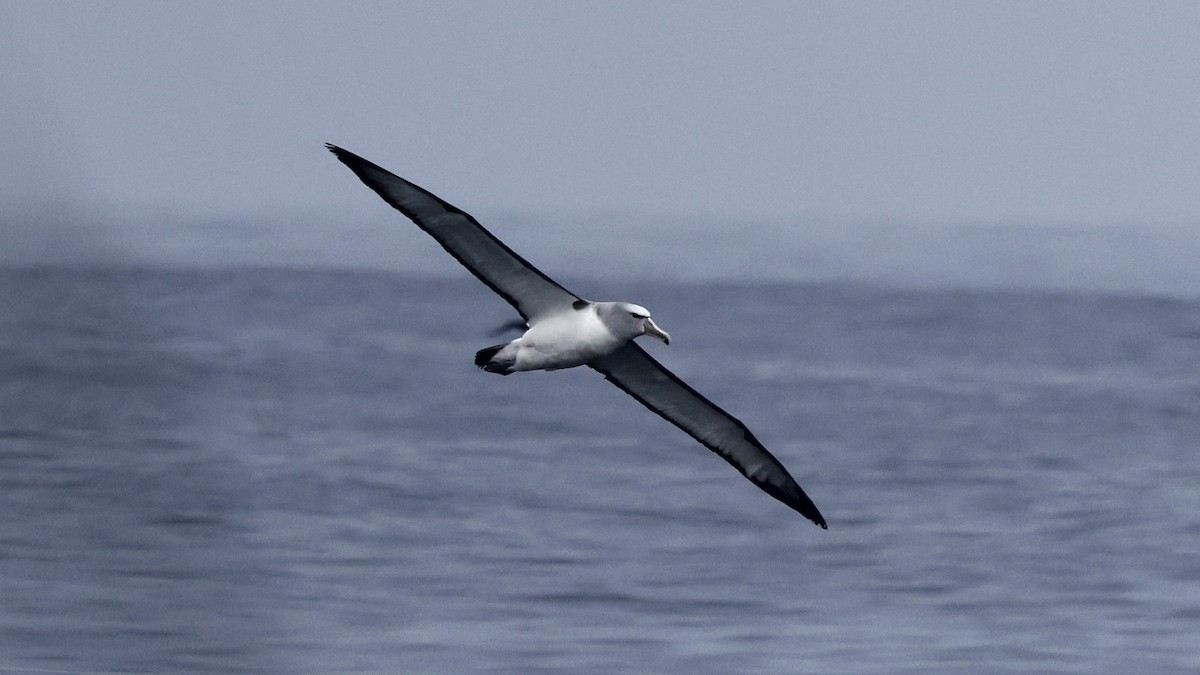 Salvin's Albatross - ML647241421