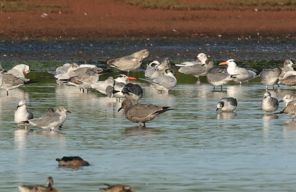 Мартин сірий - ML647241428