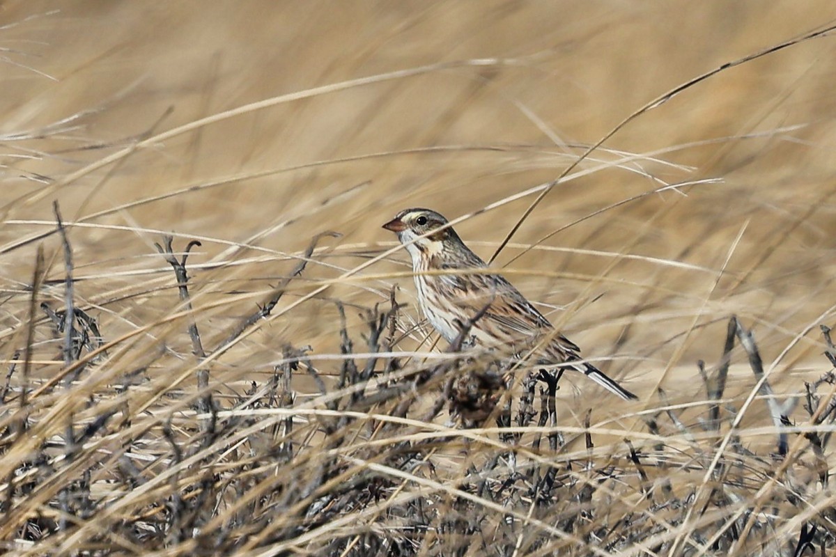 strnadec luční (ssp. princeps) - ML647241430