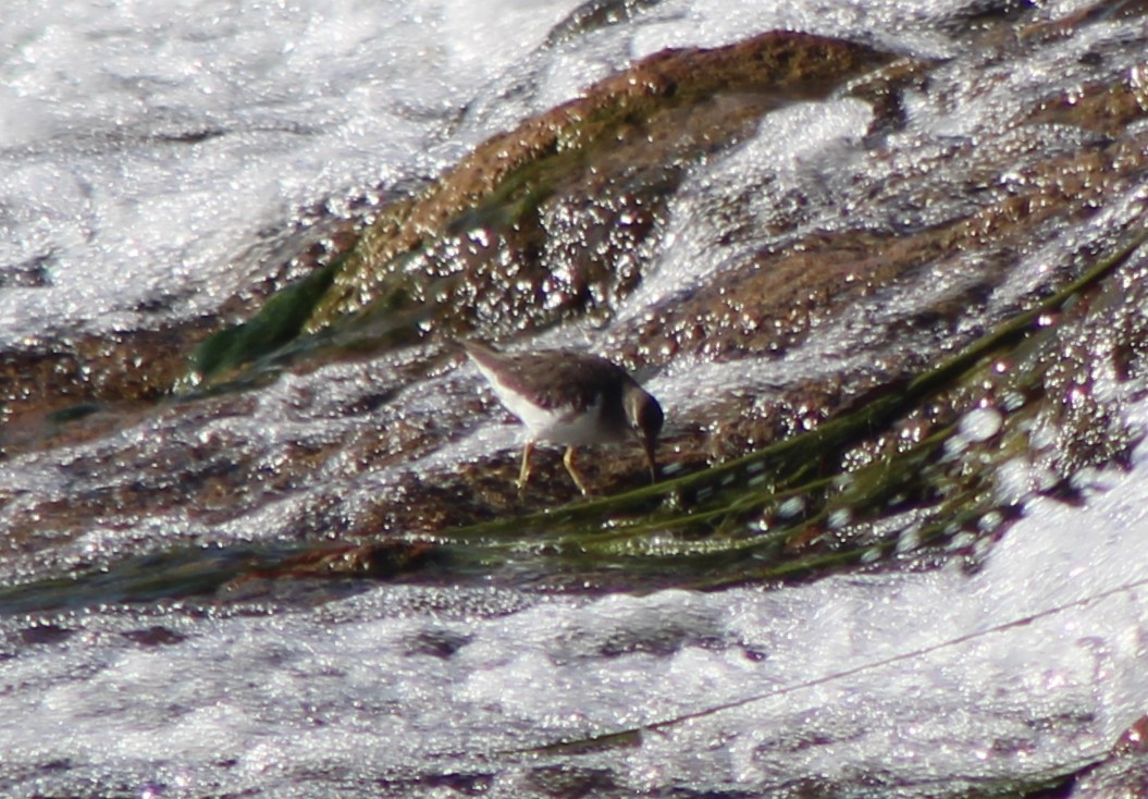 Benekli Düdükçün - ML647241431