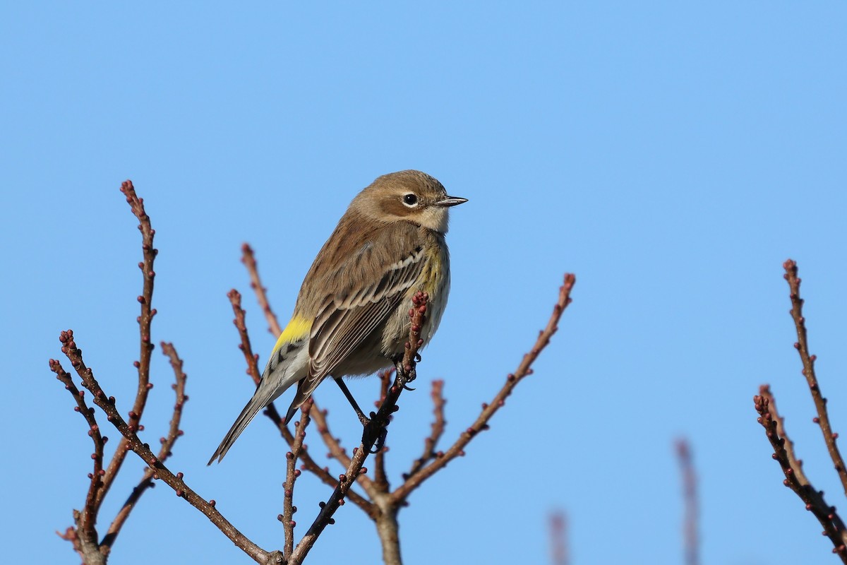 lesňáček žlutoskvrnný (ssp. coronata) - ML647241432