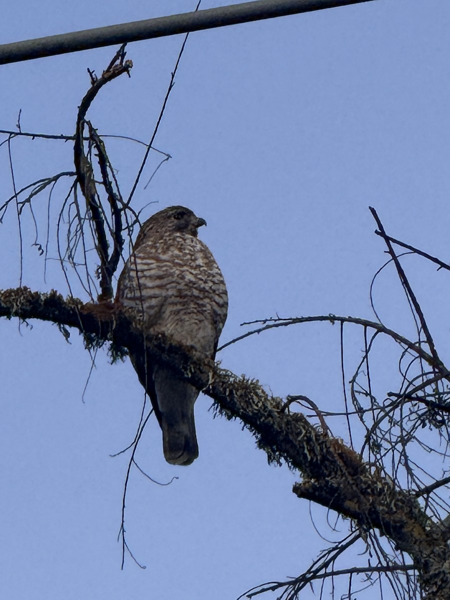 Petite Buse - ML647241442