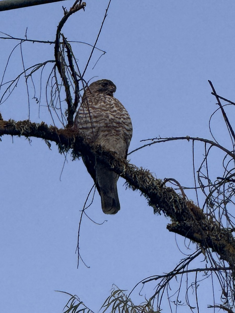 Petite Buse - ML647241443