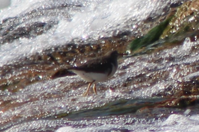 Benekli Düdükçün - ML647241445