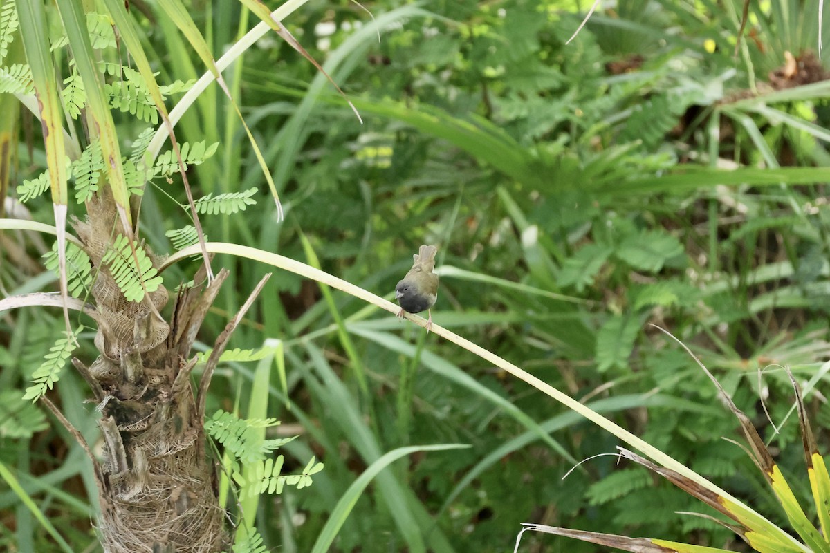 Black-faced Grassquit - ML647241455