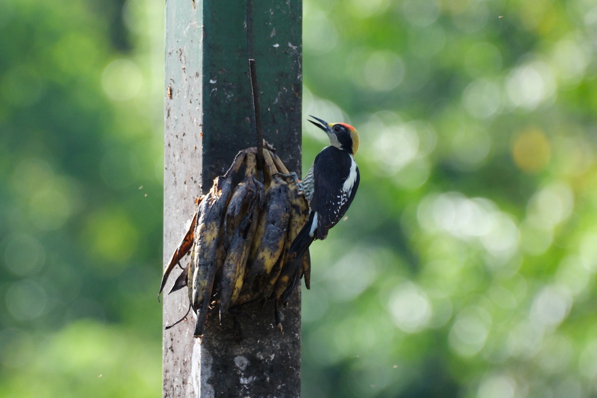 Golden-naped Woodpecker - ML647241465