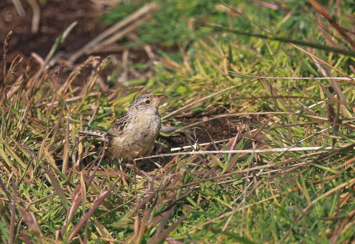 Grass Wren (Austral) - ML647241480