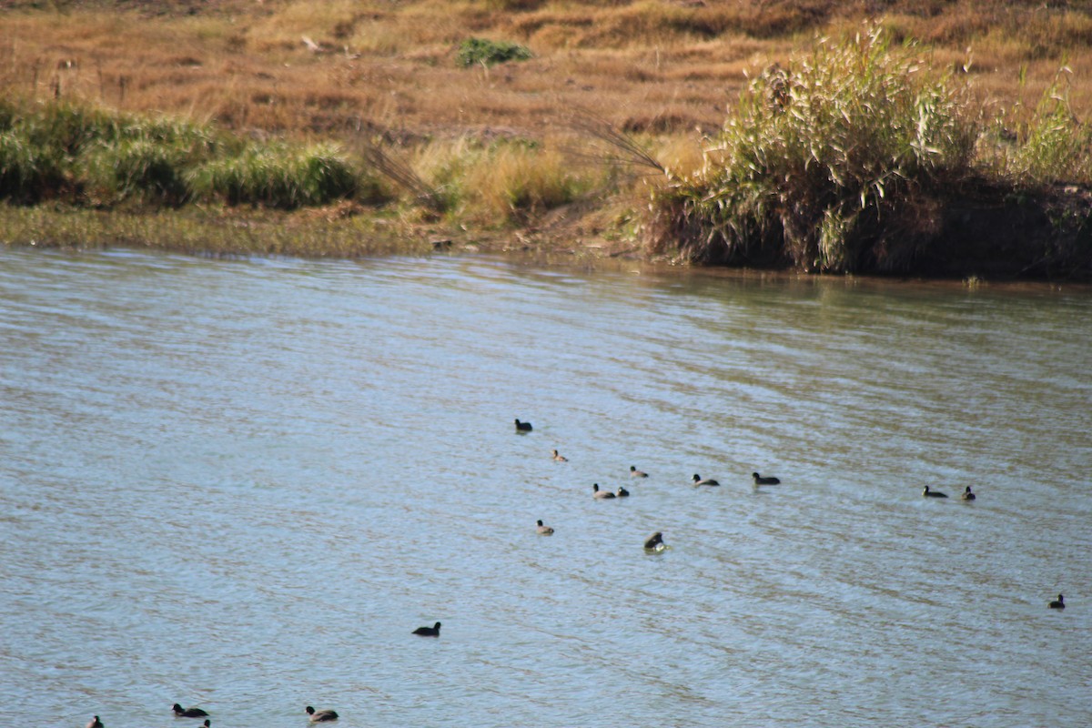 American Coot - ML647241483