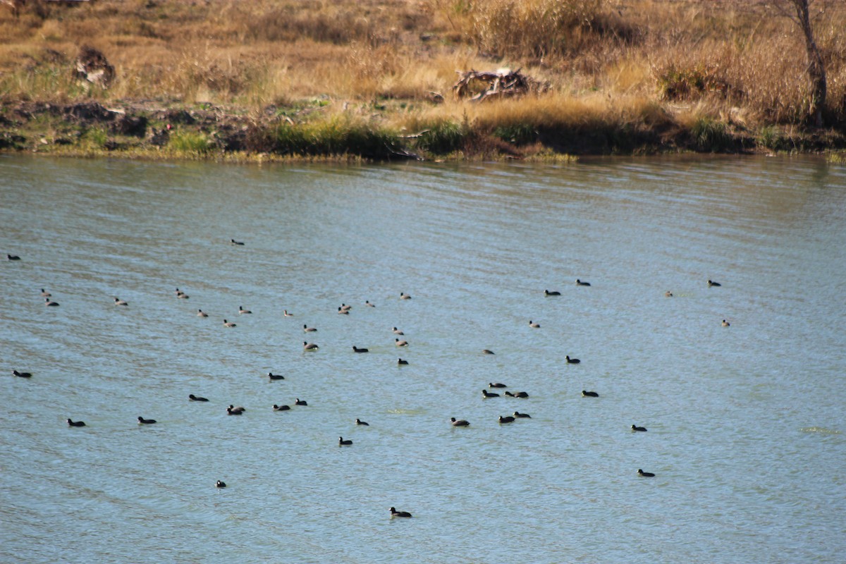 American Coot - ML647241484
