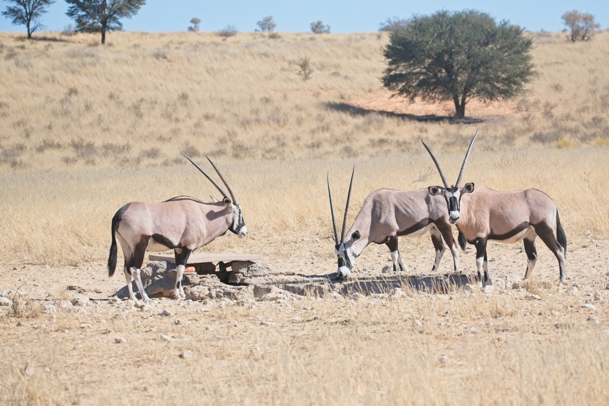 Gemsbok - ML647241485