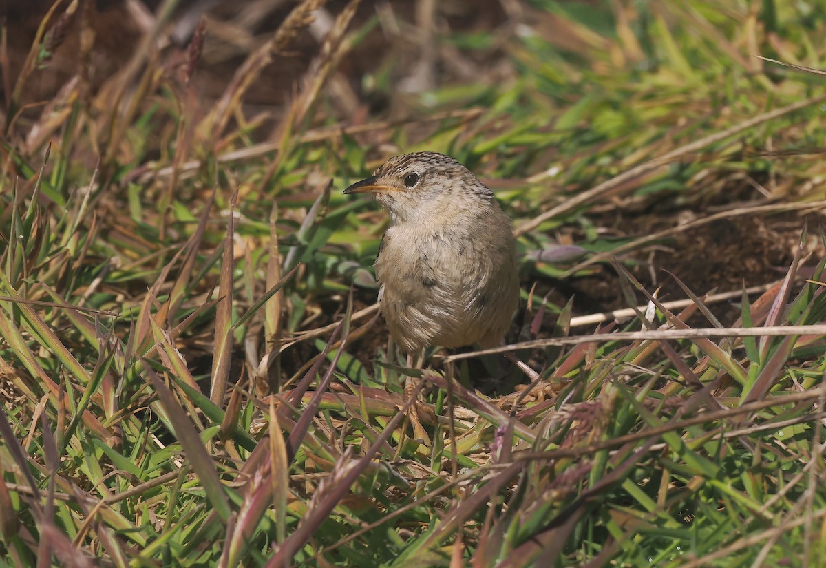 Grass Wren (Austral) - ML647241496