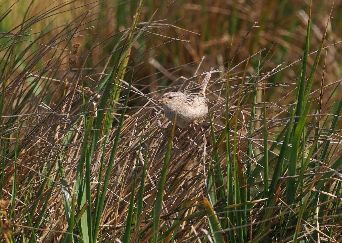 Grass Wren (Austral) - ML647241500