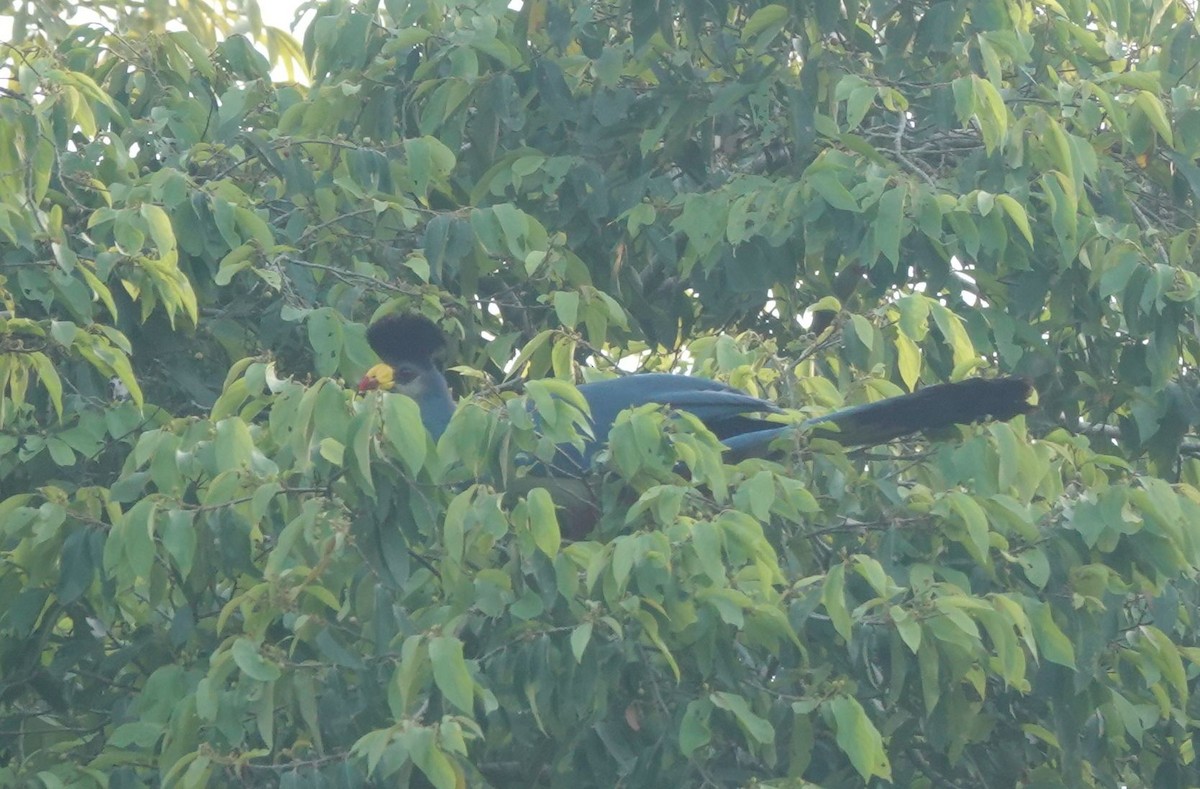 turako velký - ML647241509