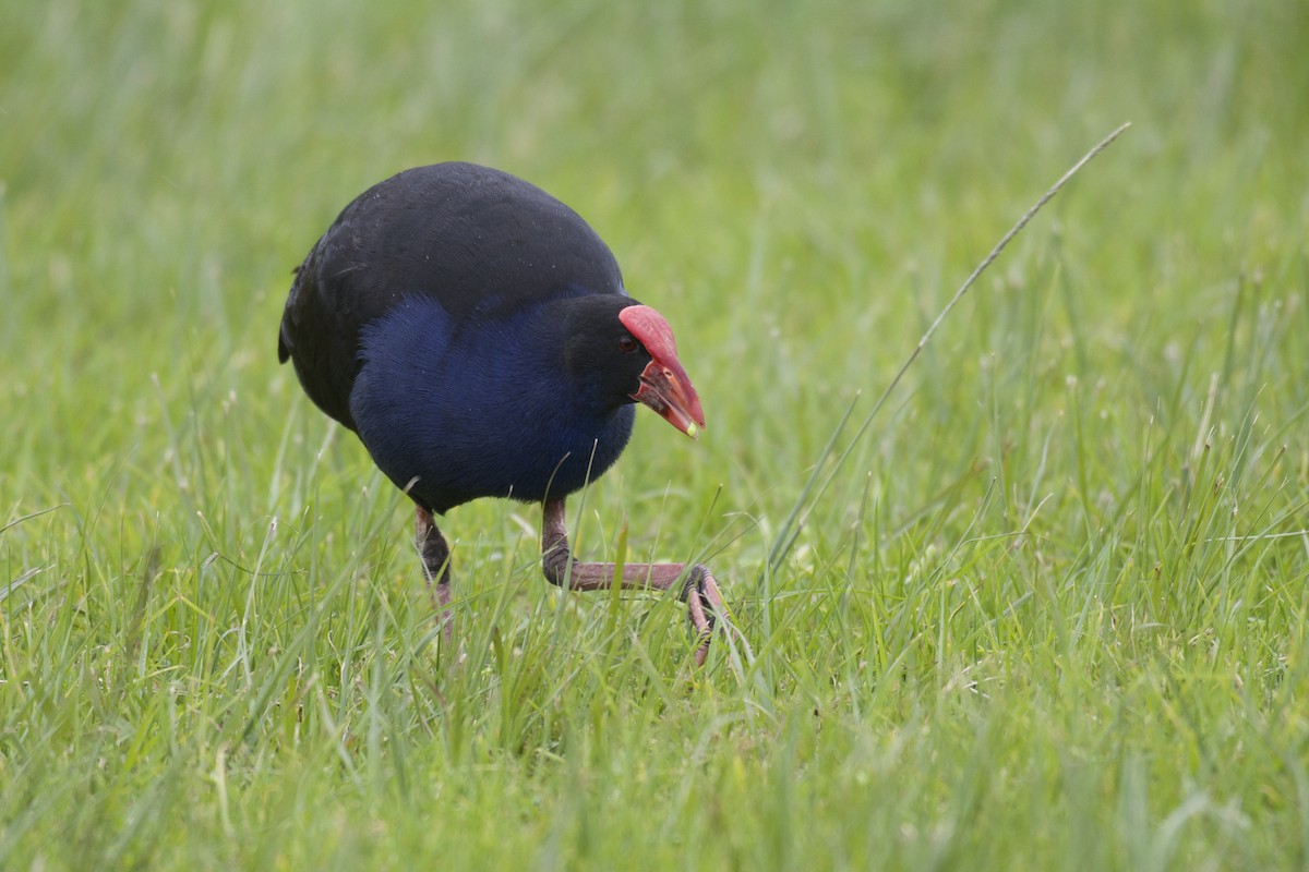 Australasian Swamphen - ML64724151