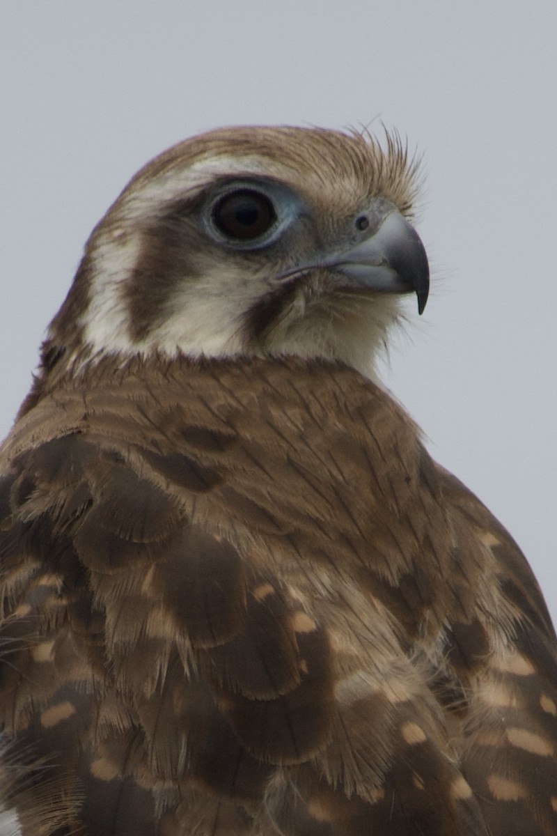 Brown Falcon - ML647241520