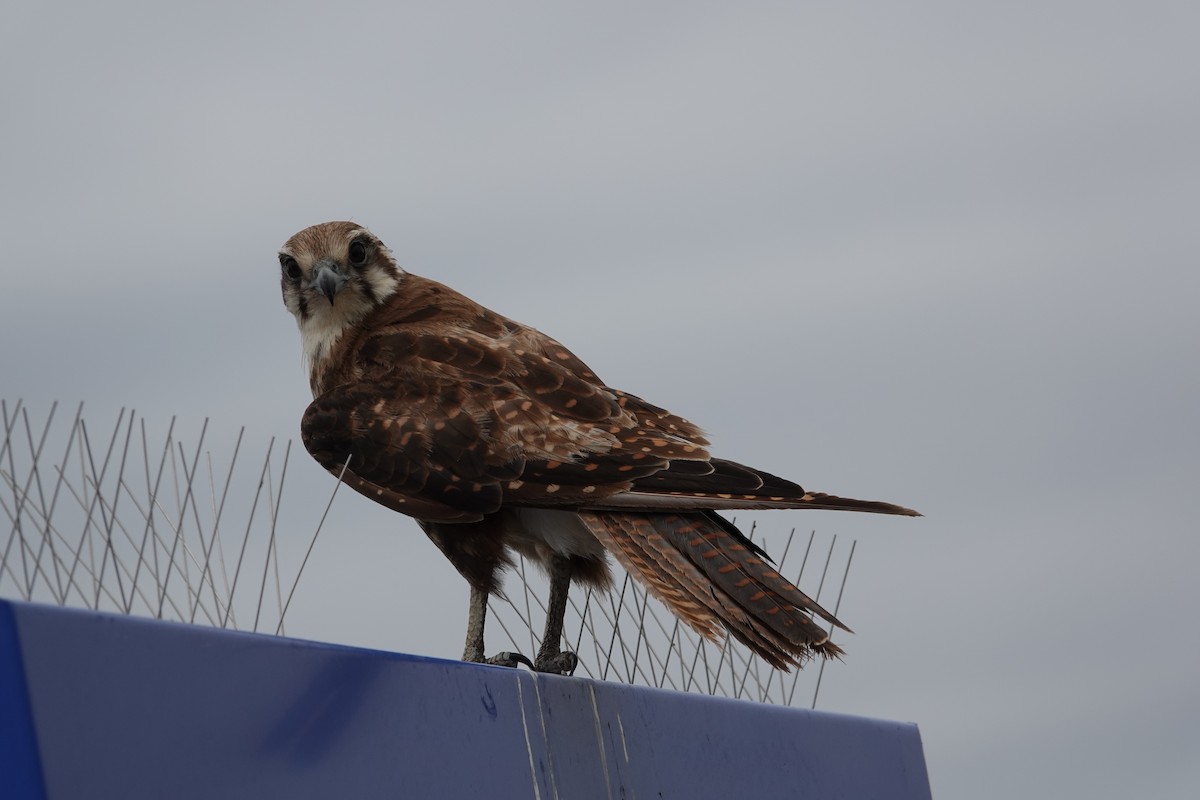 Brown Falcon - ML647241521