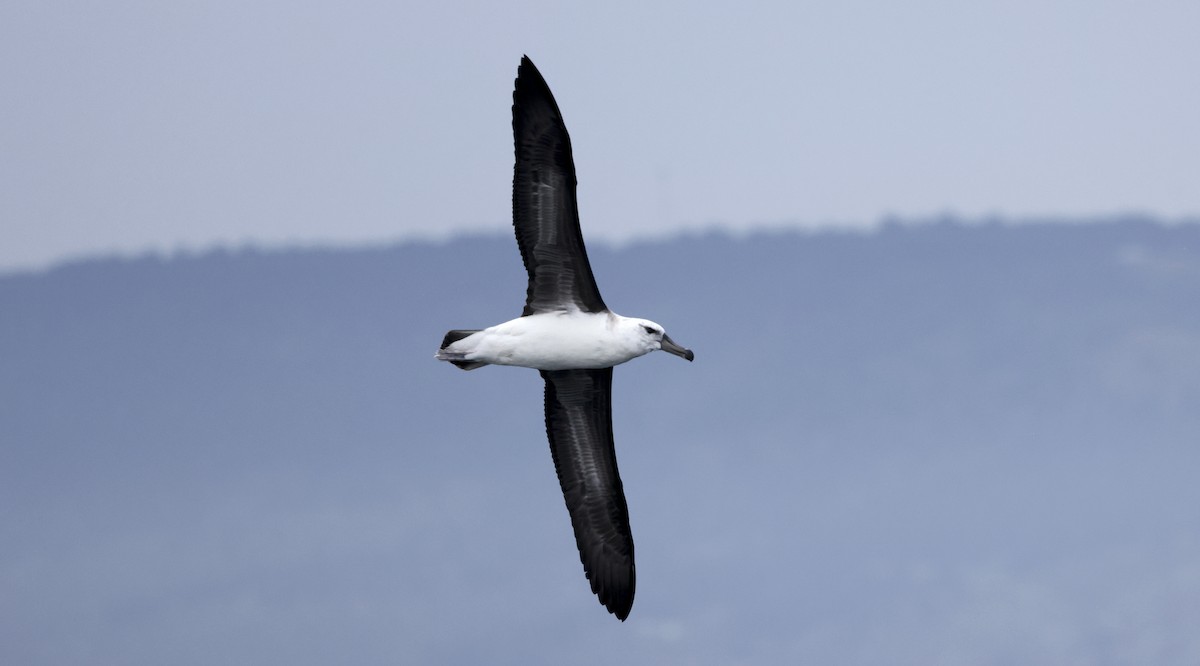 Black-browed Albatross - ML647241522