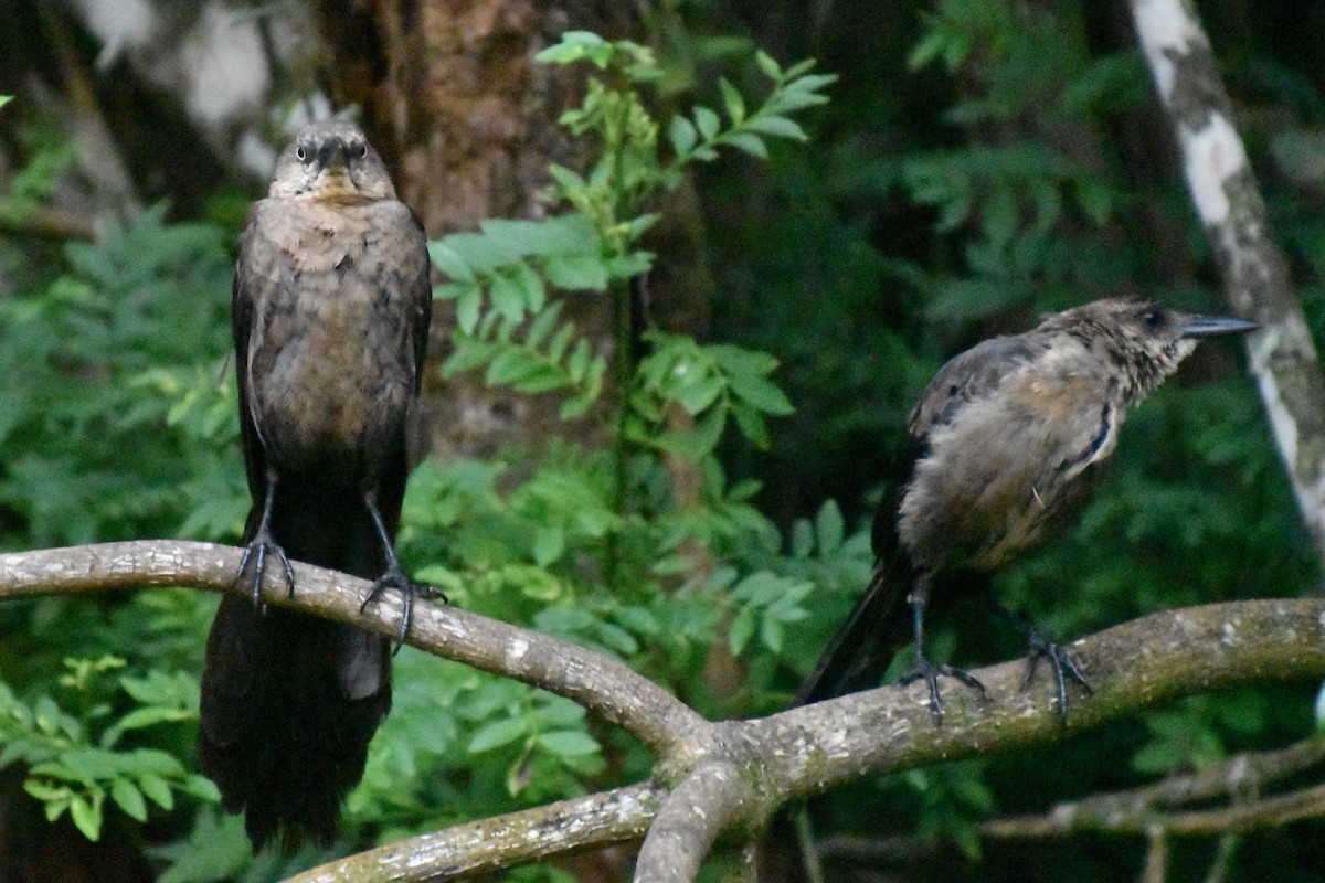 Great-tailed Grackle - ML647241530