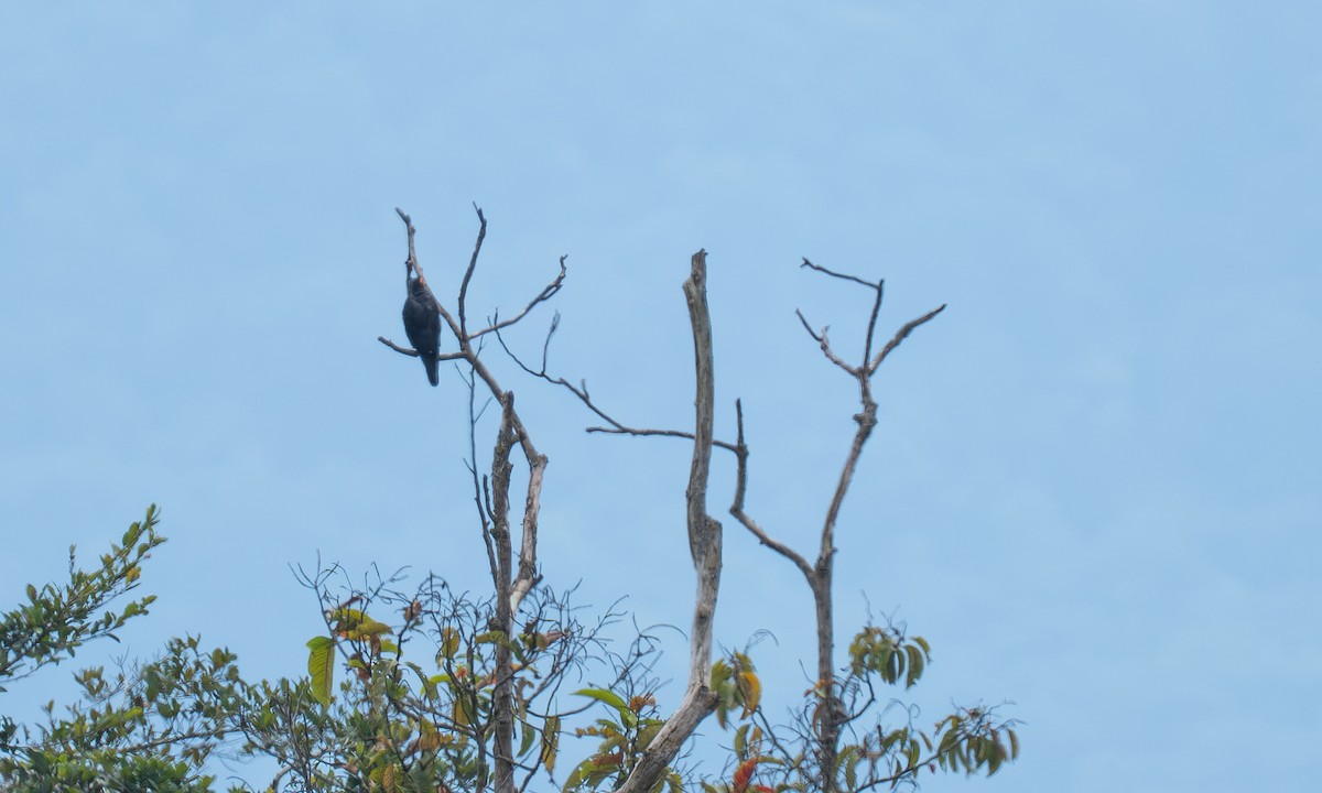 Siyah Karakara - ML647241541