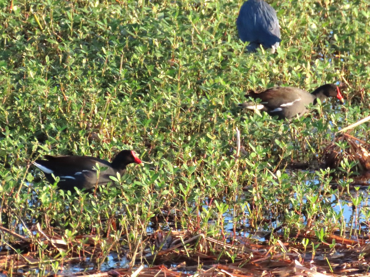 Курочка латиноамериканська - ML647241550