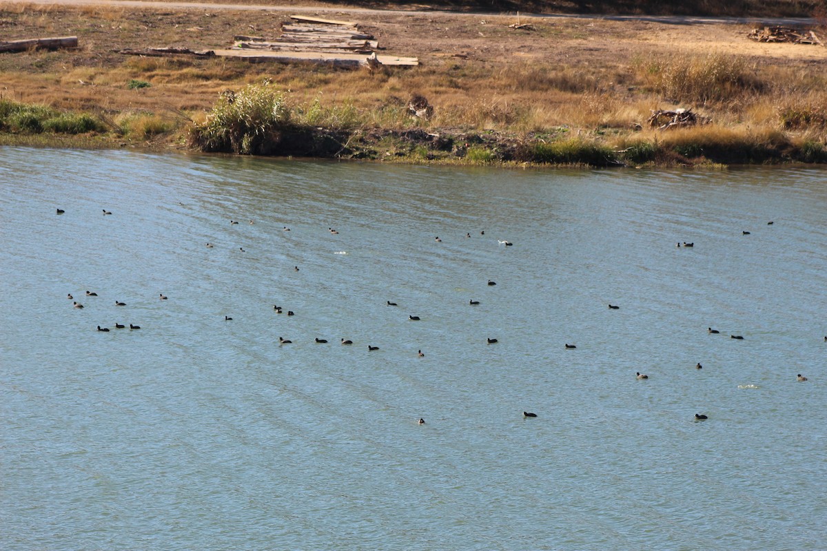 American Coot - ML647241564