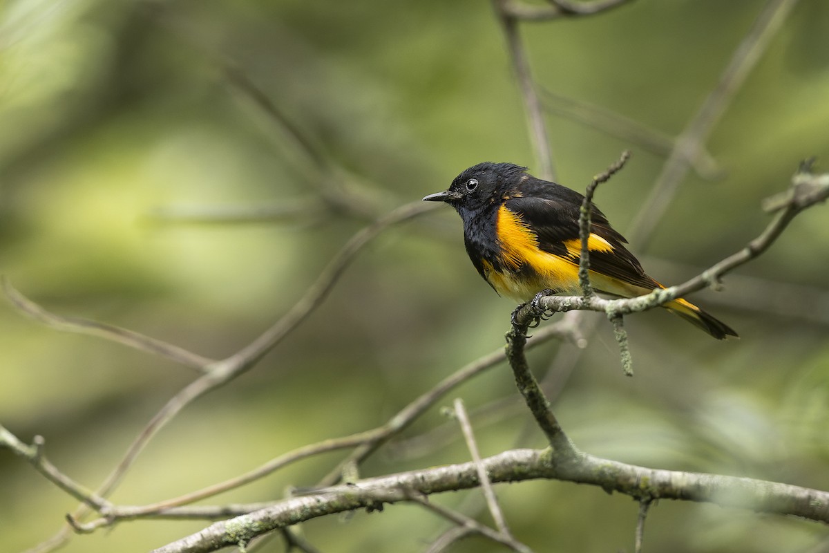 American Redstart - ML647241585