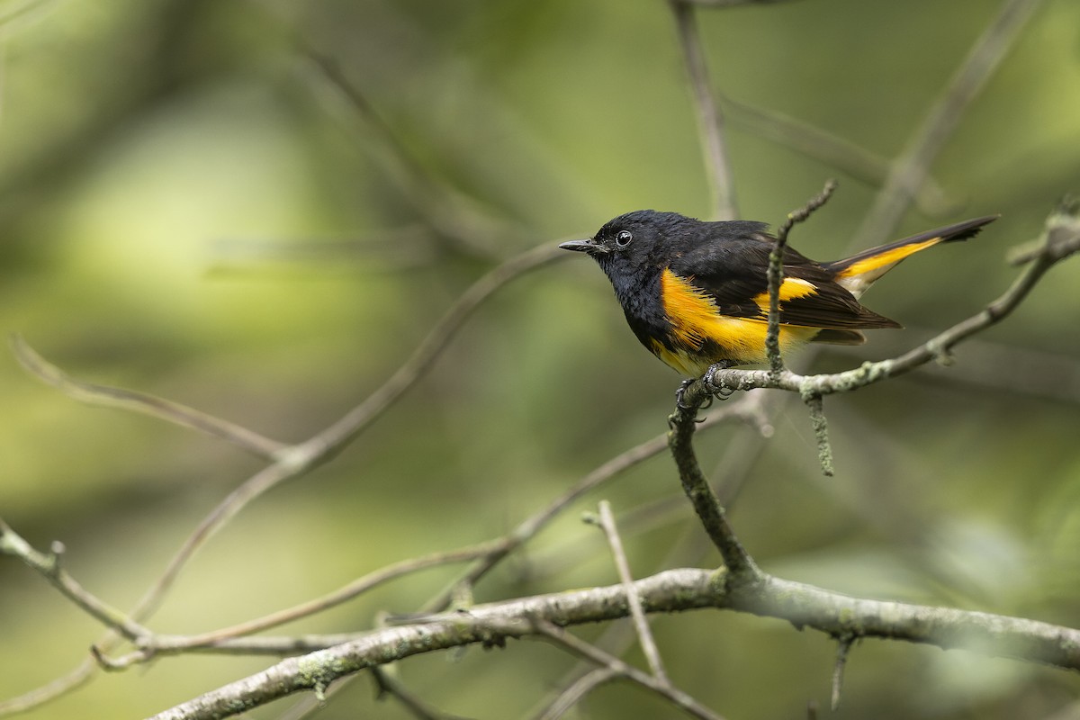 American Redstart - ML647241586
