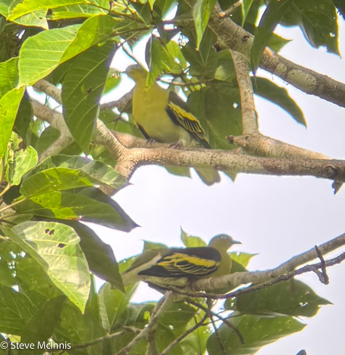 Buru Green-Pigeon - ML647241588