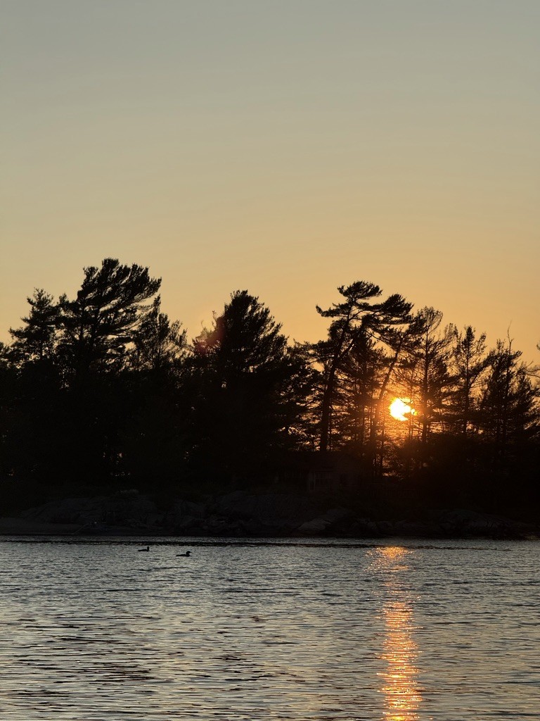 Common Loon - ML647241593