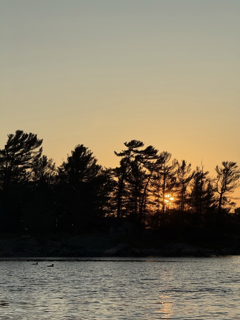 Common Loon - ML647241597