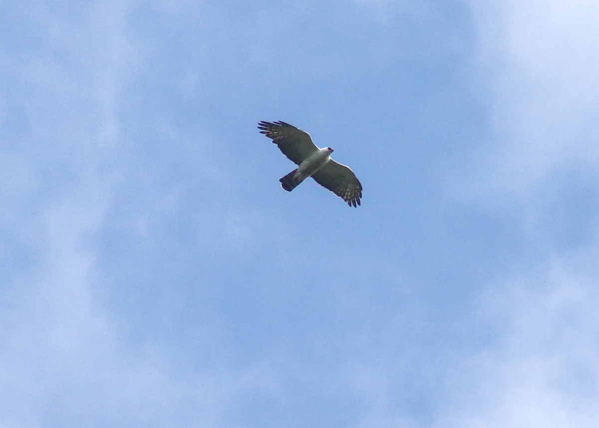 Black-and-white Hawk-Eagle - ML647241636