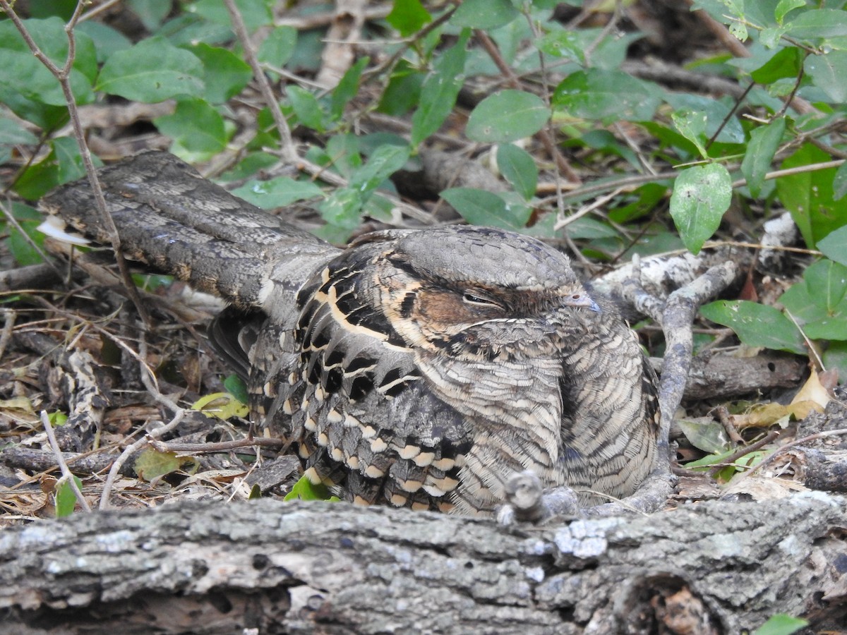 pauraquenattravn - ML647241637