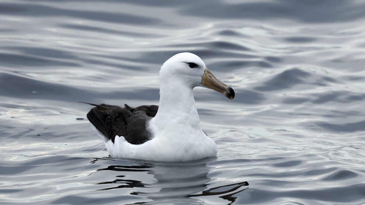 Black-browed Albatross - ML647241639