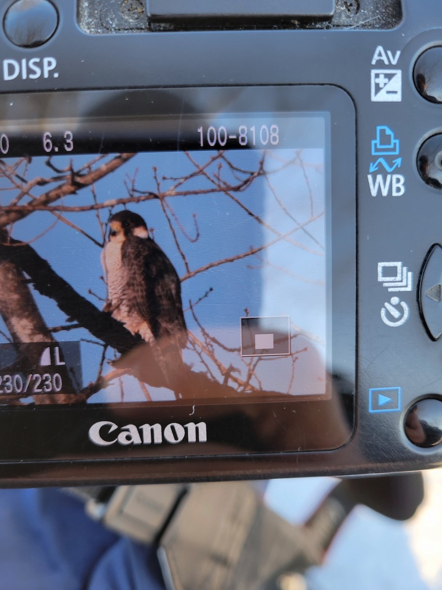 Сапсан - ML647241640