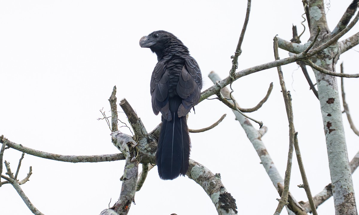 Smooth-billed Ani - ML647241652