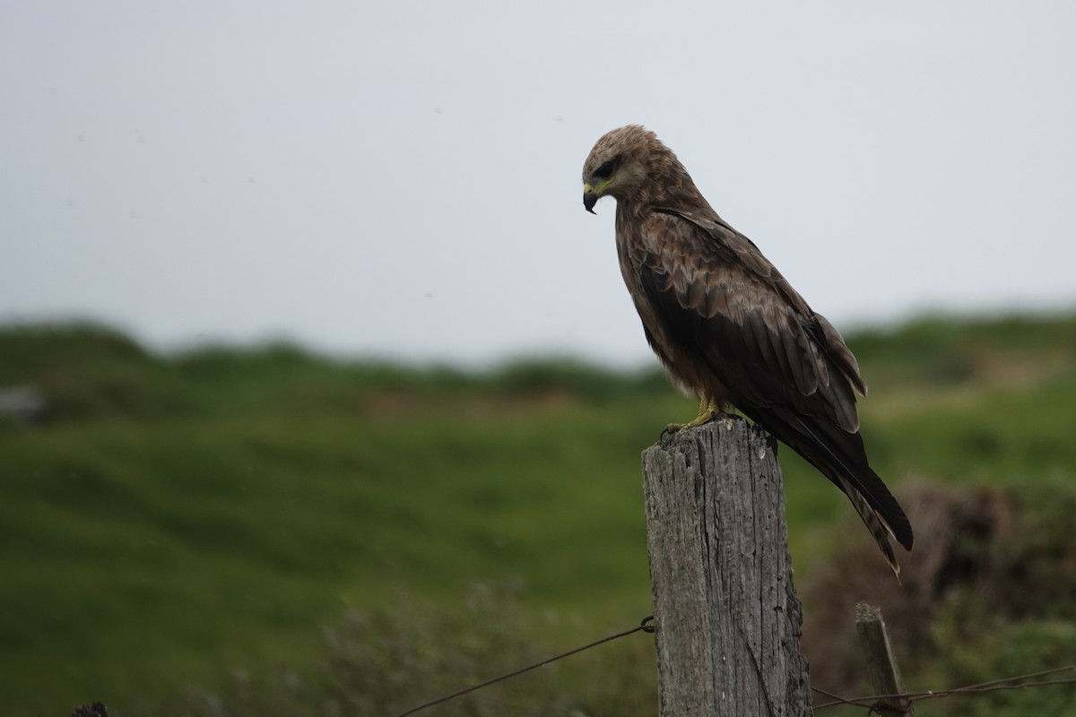 Black Kite - ML647241653