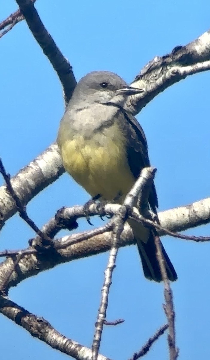 Western Kingbird - ML647241664