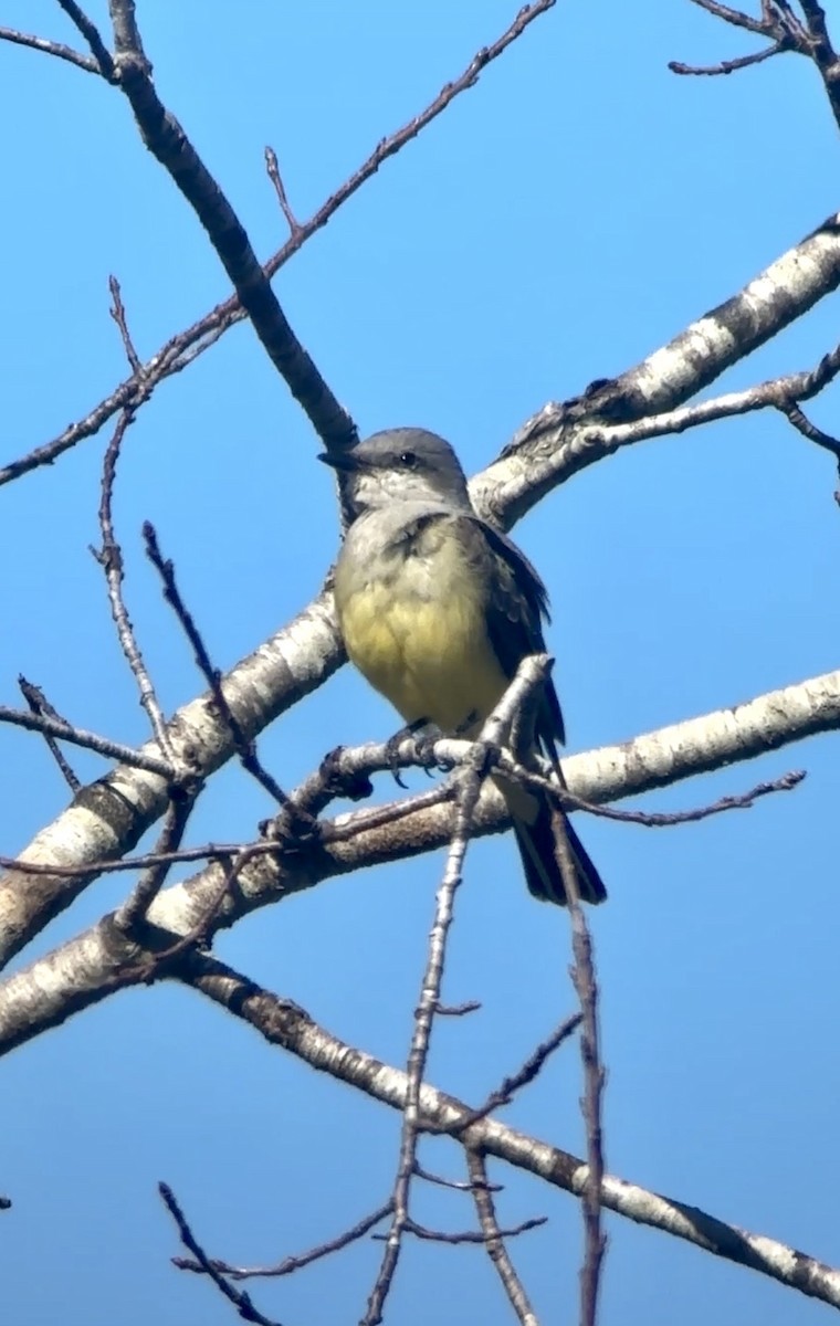 Western Kingbird - ML647241665