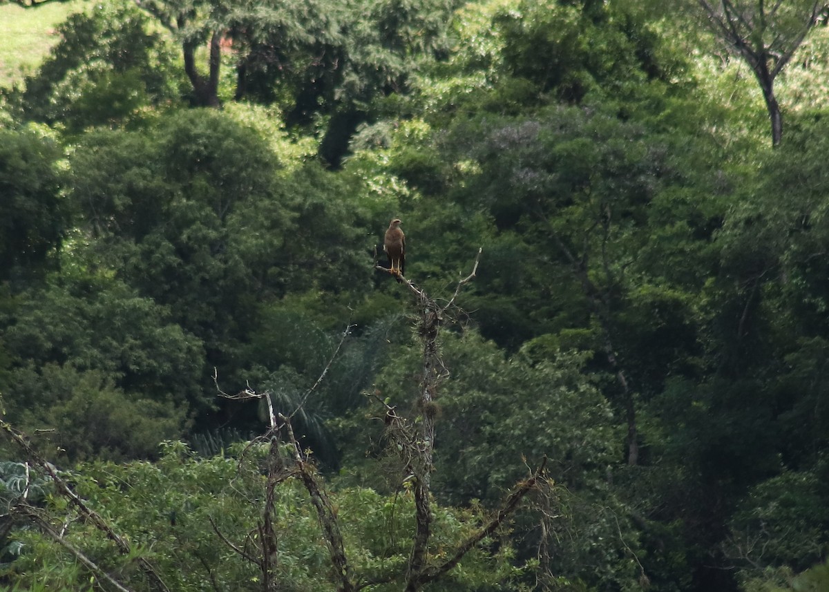 Busardo Sabanero - ML647241673