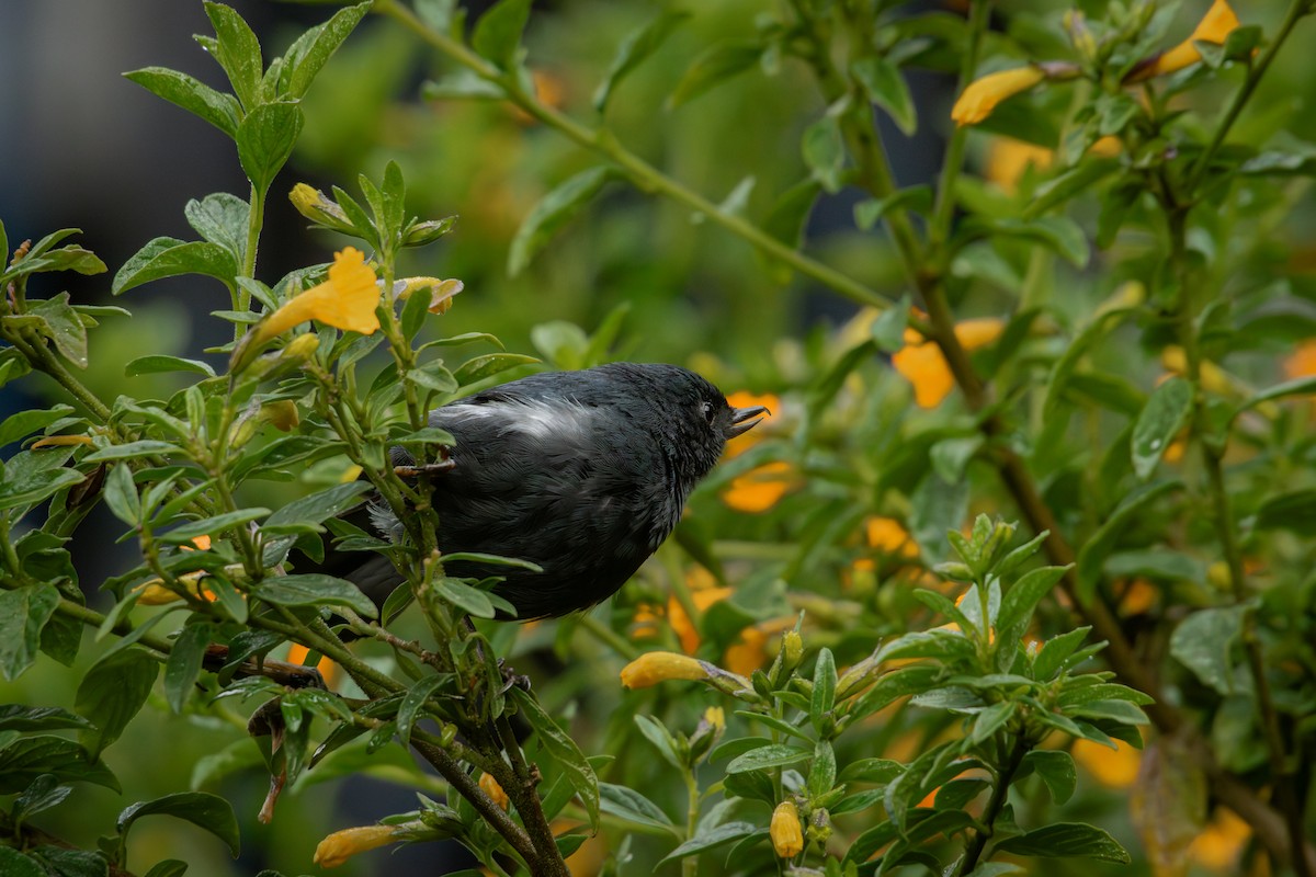 Pinchaflor Flanquiblanco - ML647241676