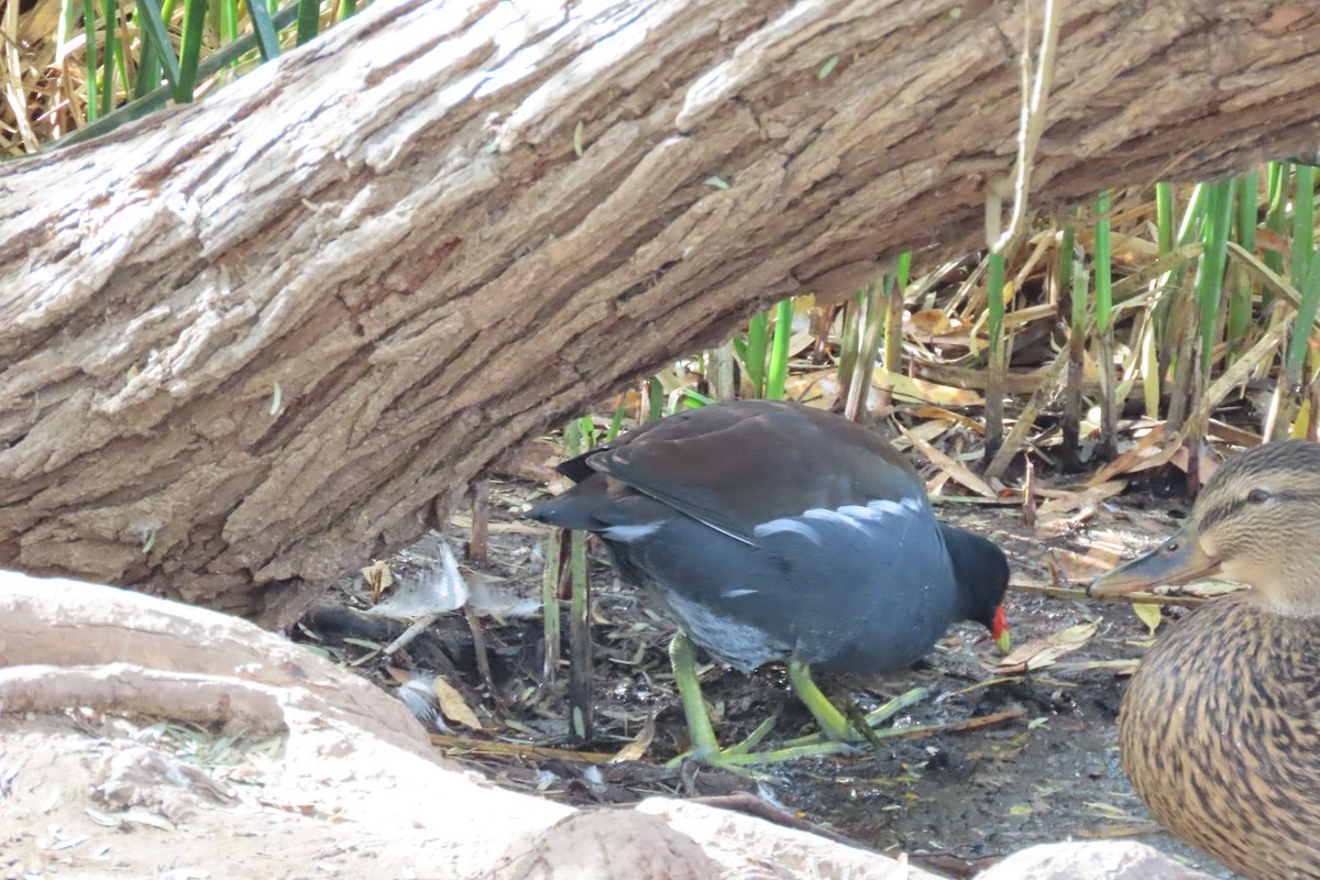 Курочка латиноамериканська - ML647241677