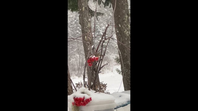 Дрозд-отшельник - ML647241693