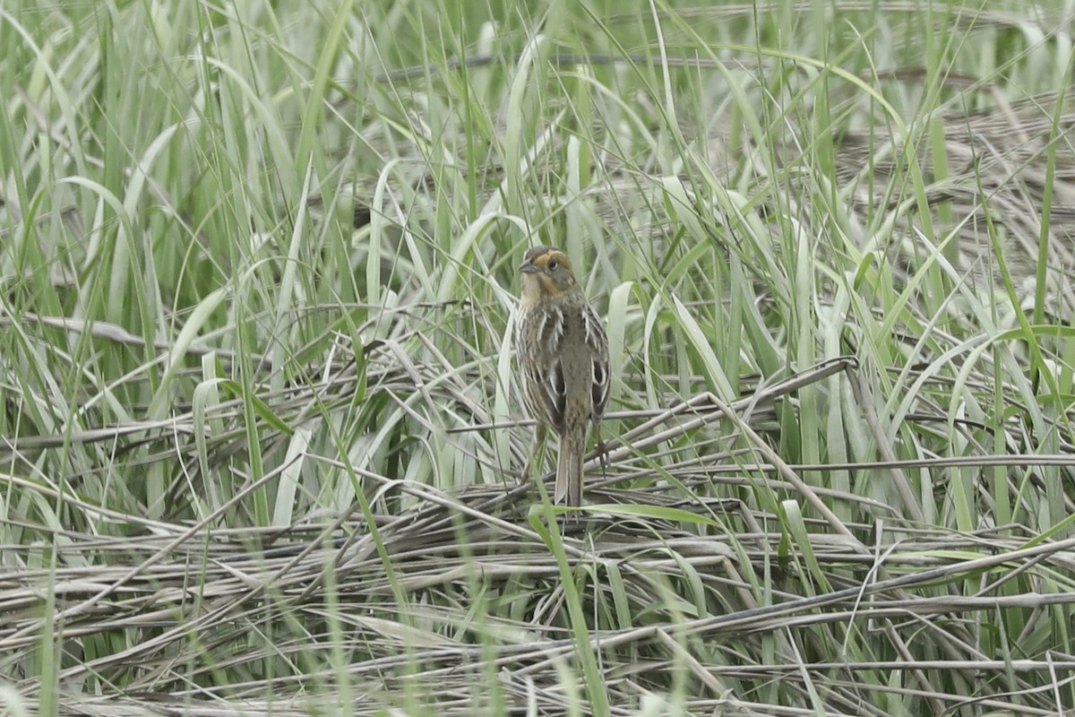 Chingolo de Nelson (subvirgatus) - ML647241717