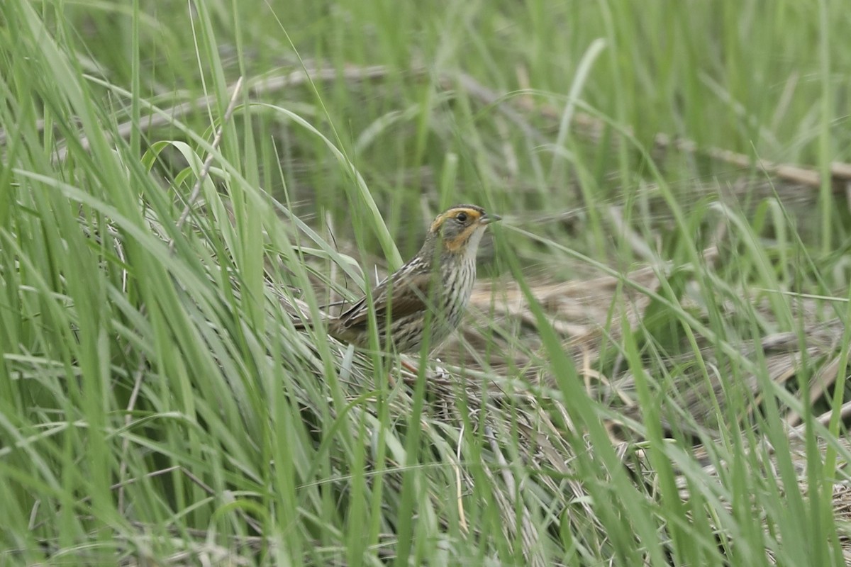 Chingolo Colifino - ML647241729