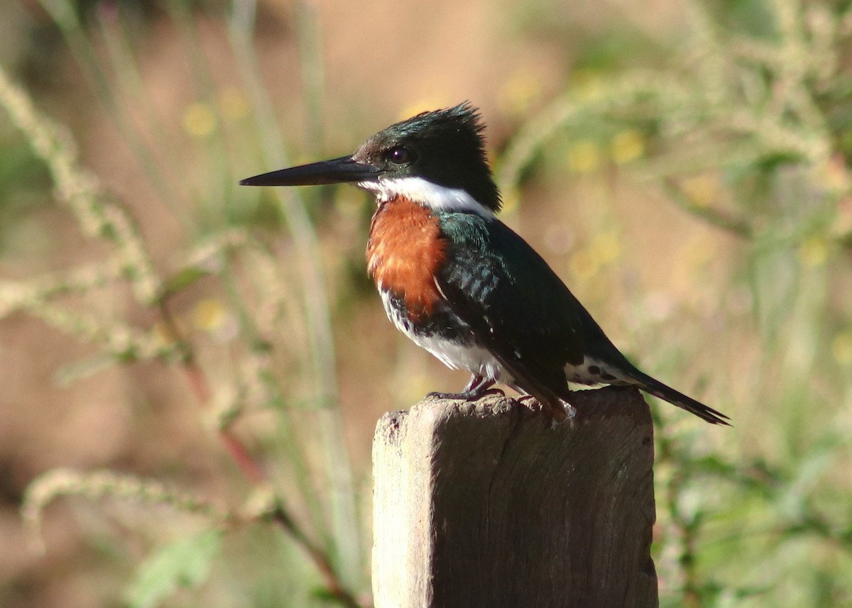 Green Kingfisher - ML647241743